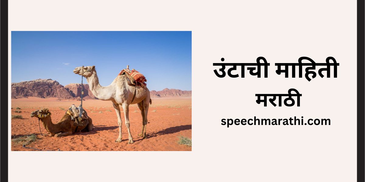 camel information marathi