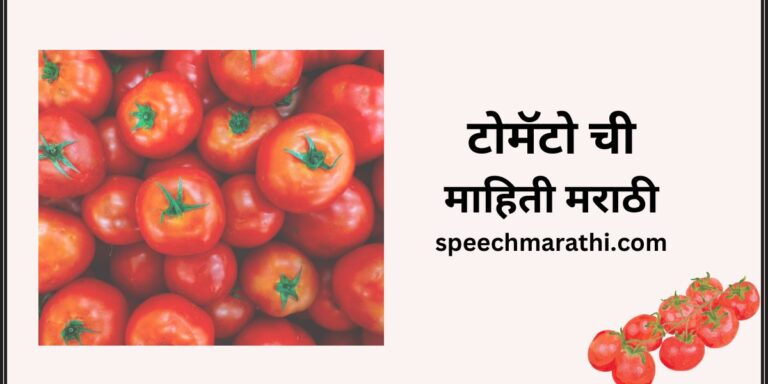 tomato information in marathi