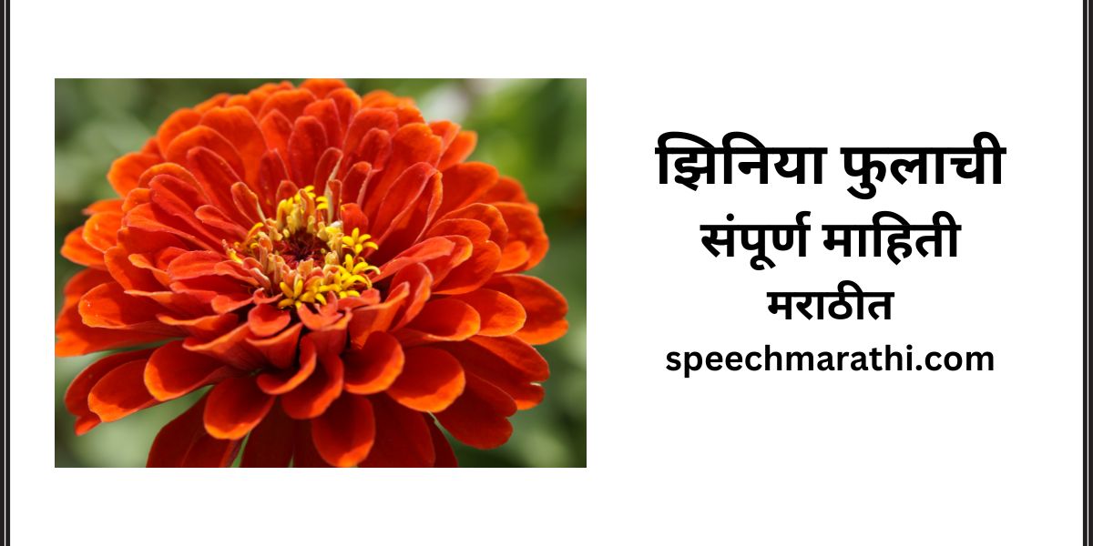 zinnia flower information in marathi