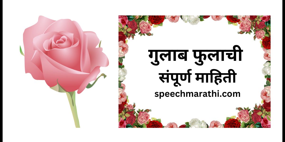 Rose information in marathi