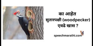 woodpecker information in marathi mahiti